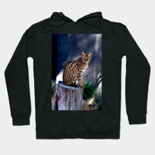 Serval Posing Hoodie